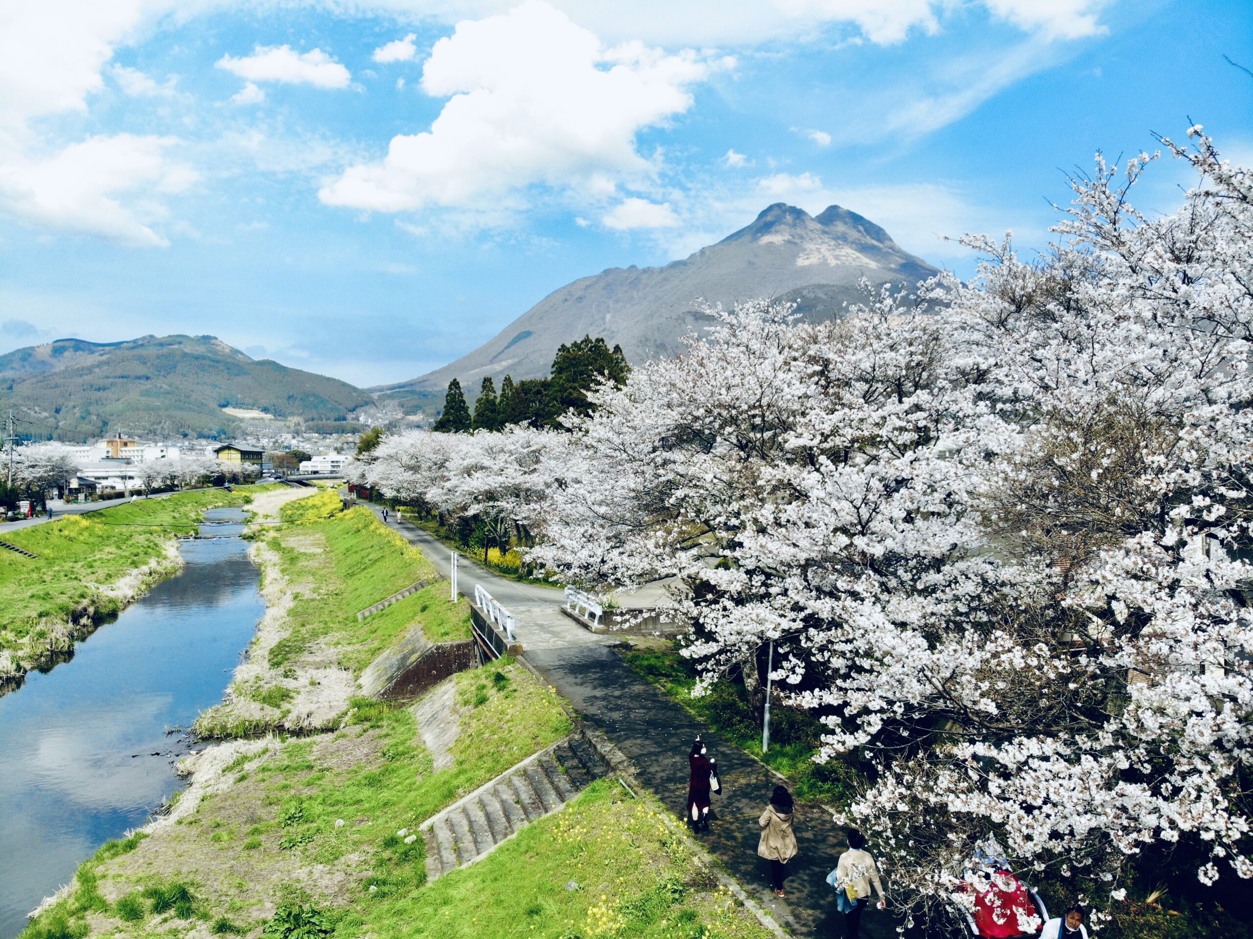 川沿いの桜並木（仮画像）