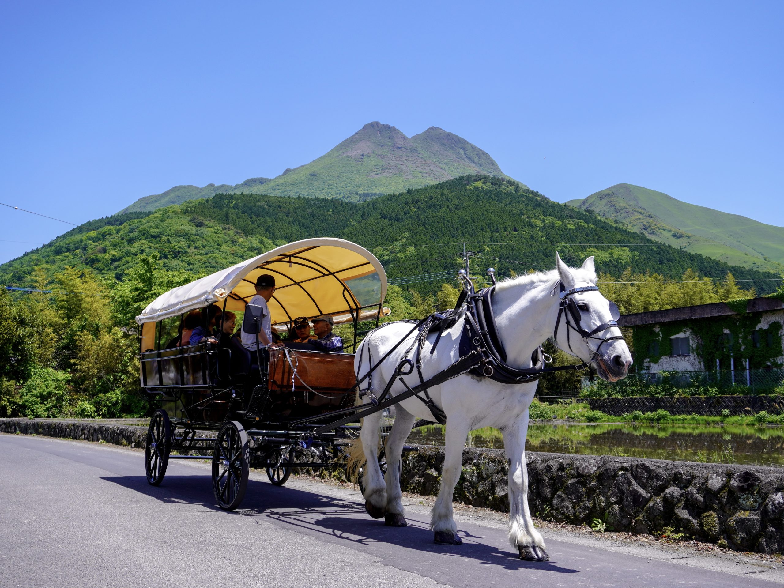 由布院の田園を走る観光辻馬車